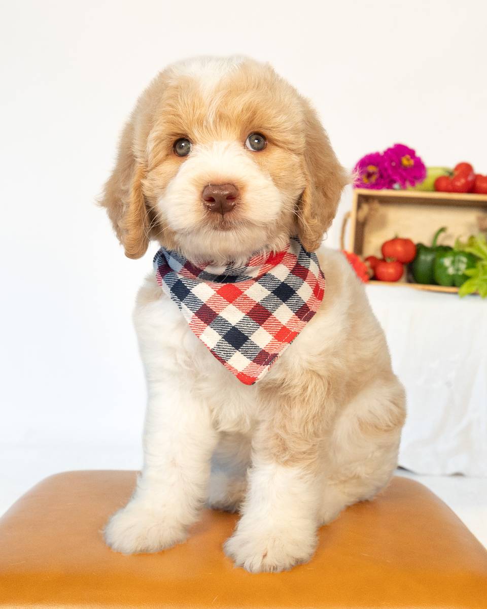Basil — Golden Parti Goldendoodle puppy from Forever and Always Doodles, Virginia