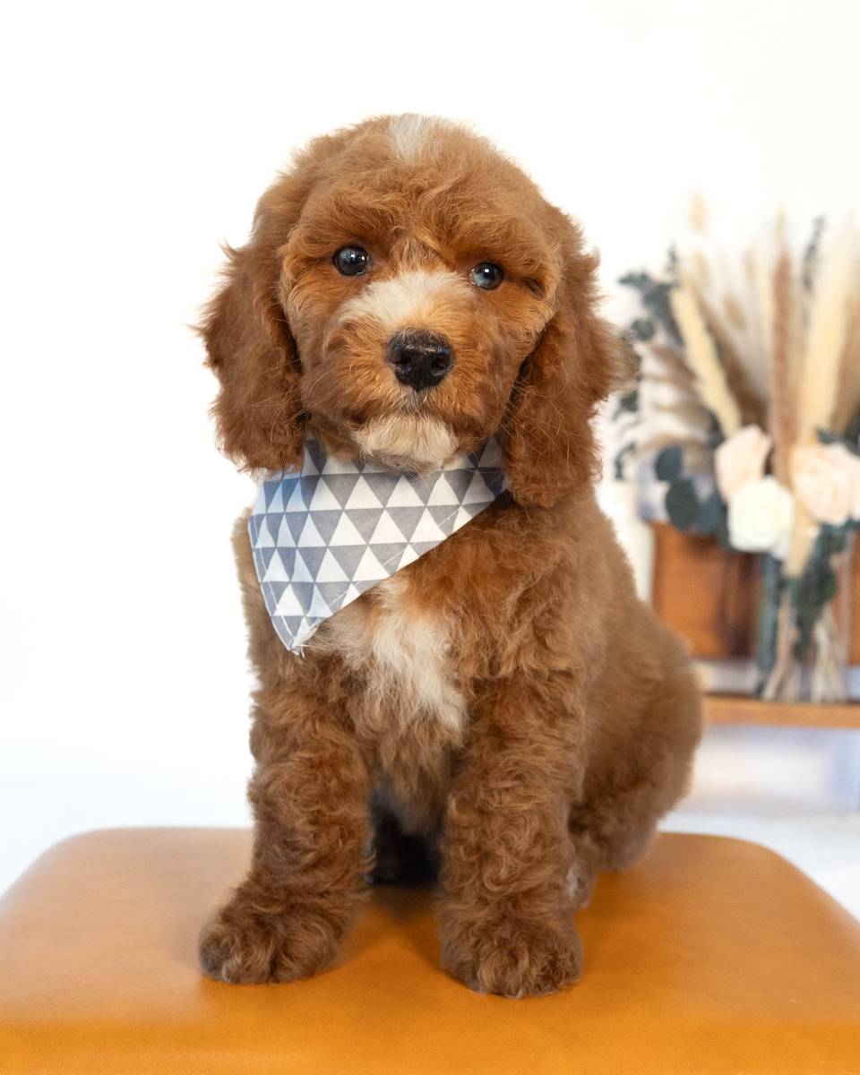 Doyle, a Golden with White Markings Cockapoo puppy