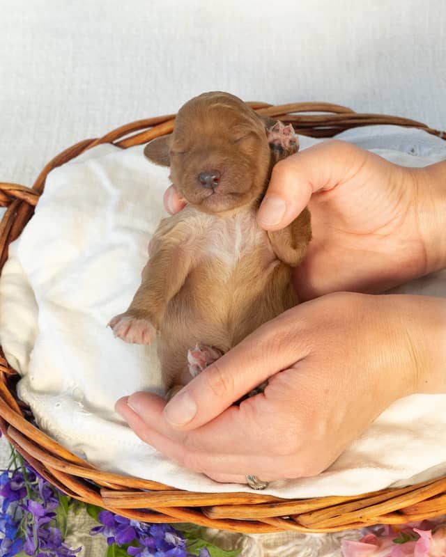Peach, a Red with White Markings Goldendoodle puppy