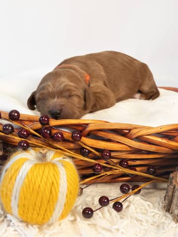 Amber — Apricot with White Markings Goldendoodle puppy from Forever and Always Doodles, Virginia