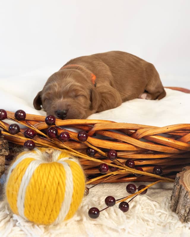 Amber, a Apricot with White Markings Goldendoodle puppy