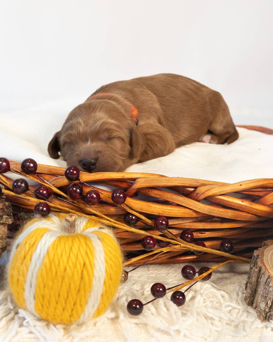 Amber — Apricot with White Markings Goldendoodle puppy from Forever and Always Doodles, Virginia