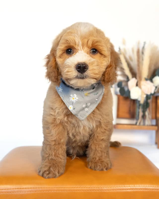 Barrie, a Light Golden with White Markings Cockapoo puppy