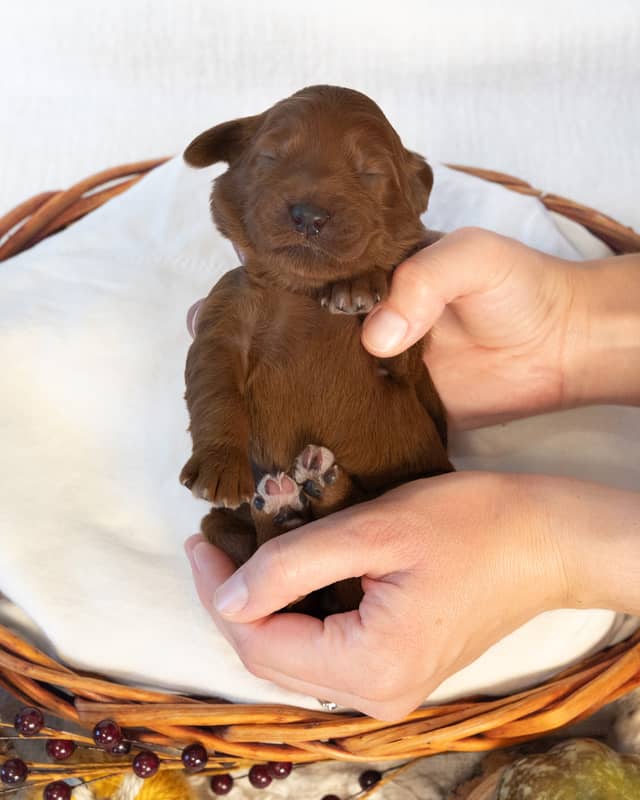 Maple, a Red with White Markings Goldendoodle puppy
