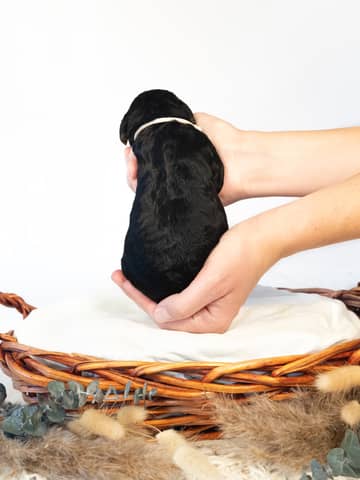 A Phantom Bernedoodle puppy