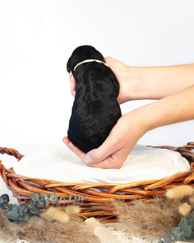 Sigrid, a Phantom Bernedoodle puppy