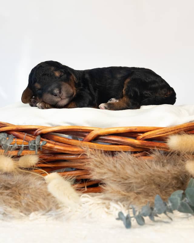 Bjorn, a Phantom Bernedoodle puppy