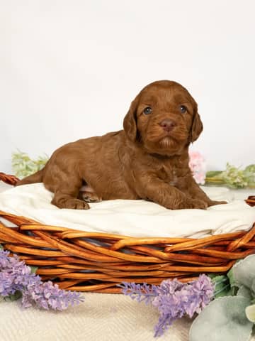 Red Abstract Markings Cockapoo puppy — Elvia