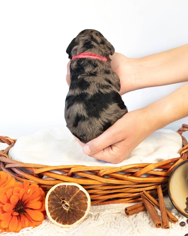 Mocha, a Blue Phantom Merle Cockapoo puppy