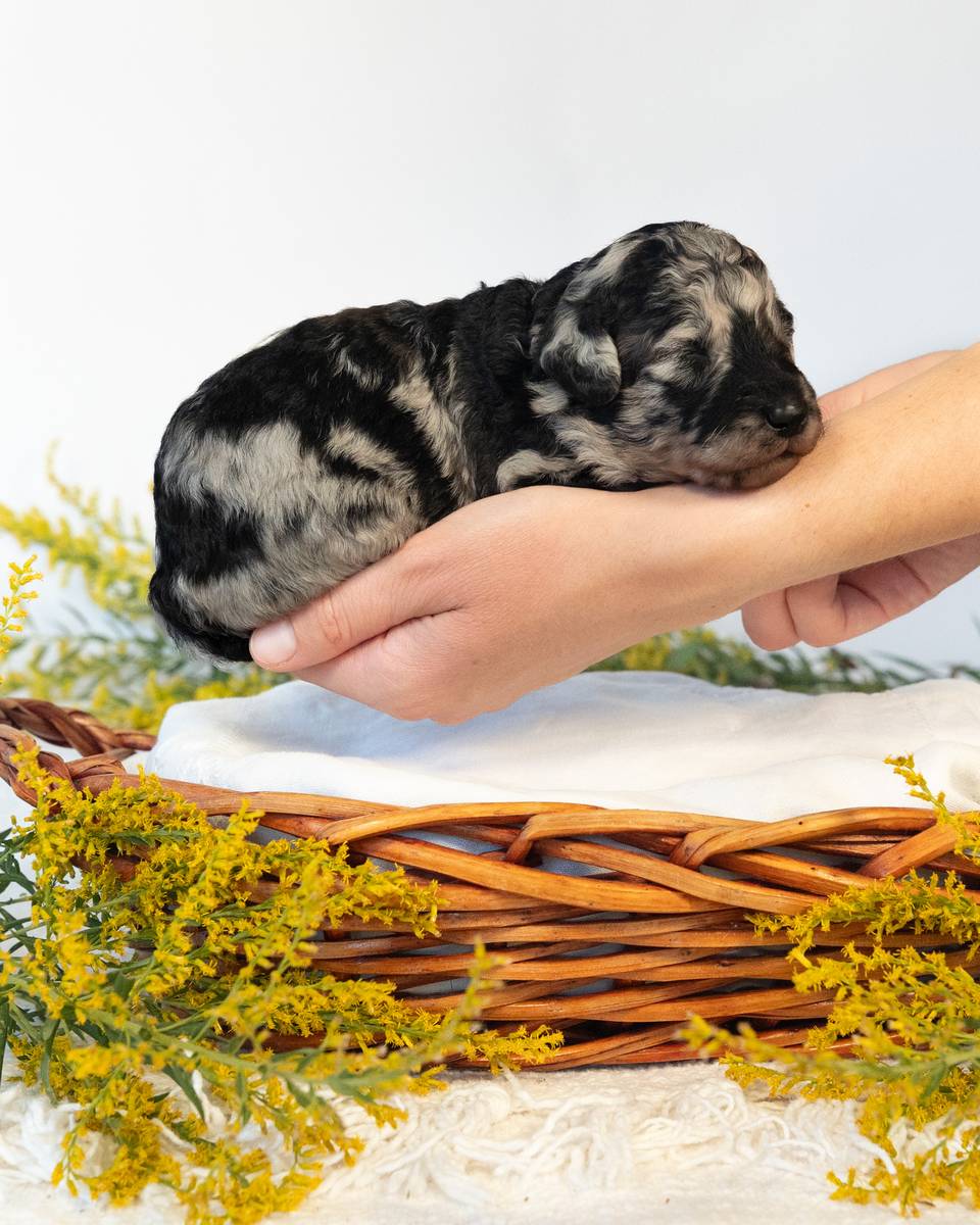 Dumbledore, a Blue Merle Goldendoodle puppy