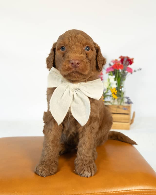 Neverland, a Golden with White Markings Goldendoodle puppy