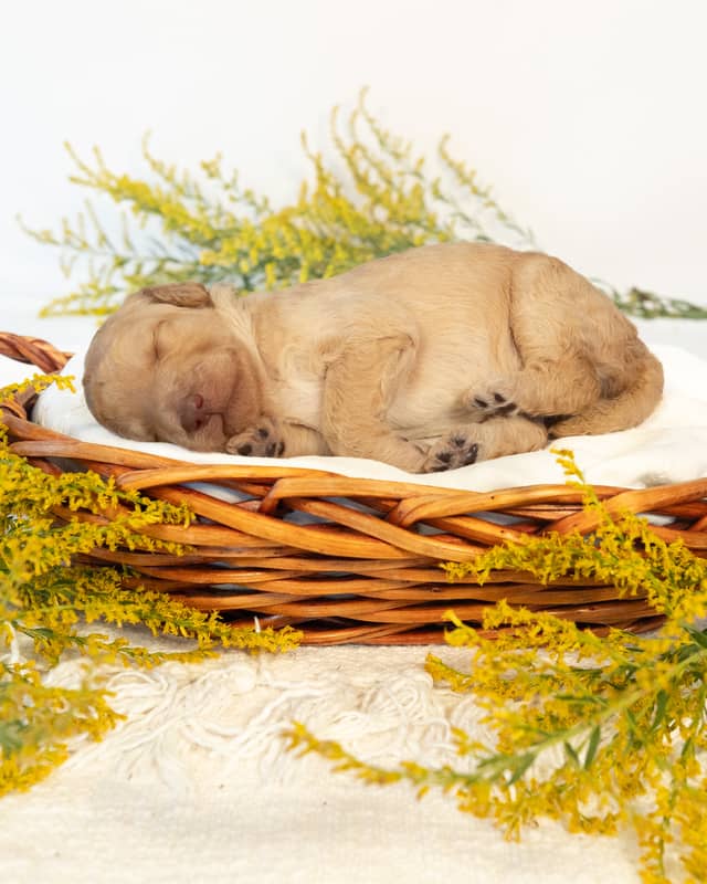 Myrtle, a Golden Goldendoodle puppy