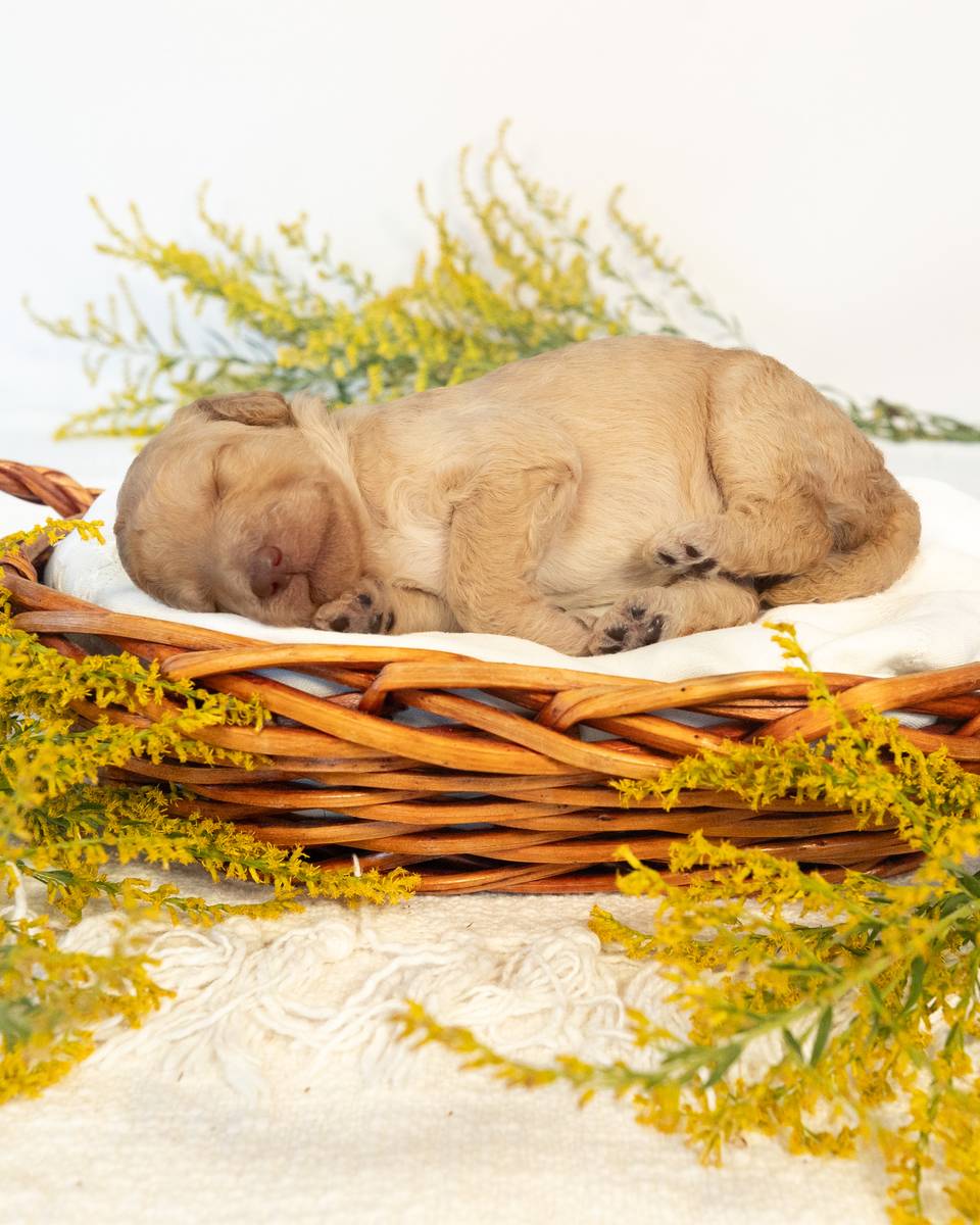 Myrtle, a Golden Goldendoodle puppy