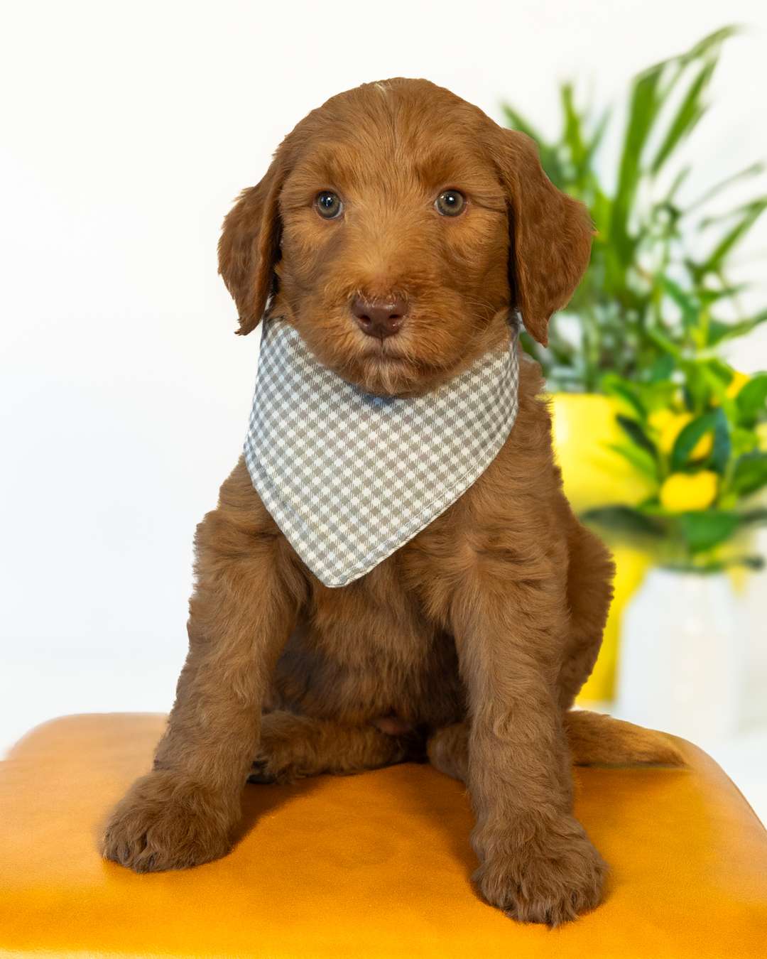 Tootles — Apricot with White Markings Goldendoodle puppy from Forever and Always Doodles, Virginia