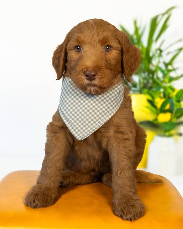 Tootles, a Apricot with White Markings Goldendoodle puppy