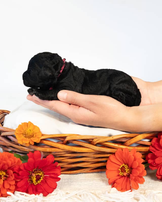 Paris, a Black with White Markings Cockapoo puppy