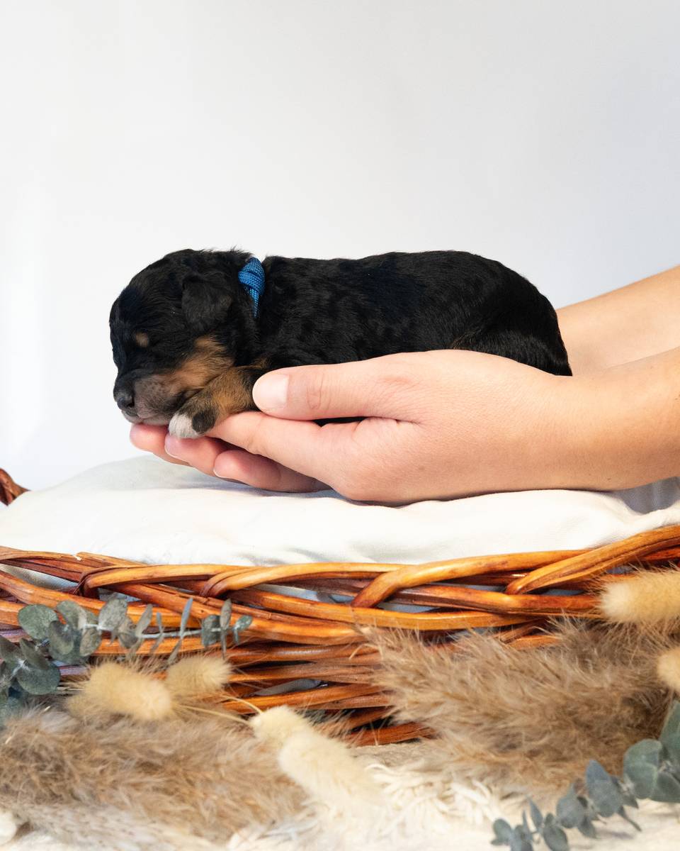 Thor, a Phantom Bernedoodle puppy