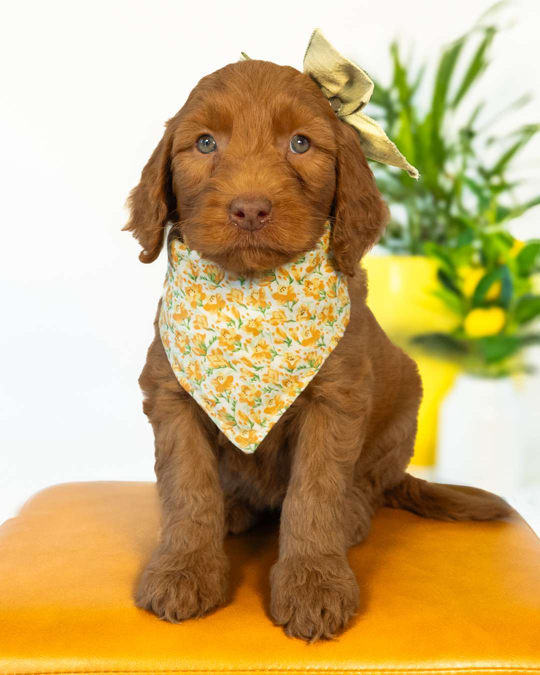 Nana — Apricot with White Markings Goldendoodle puppy from Forever and Always Doodles, Virginia