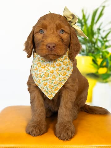 Apricot with White Markings Goldendoodle puppy Nana