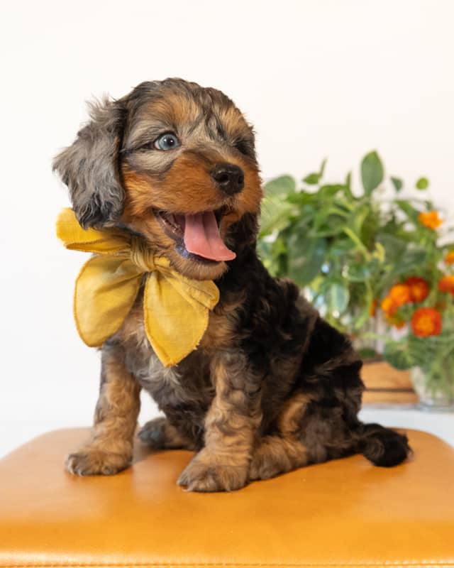 Dickens, a Blue Merle Phantom with White Markings Cockapoo puppy
