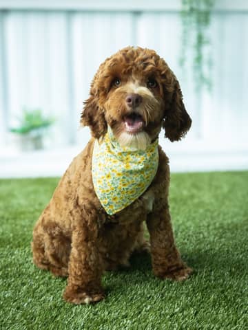 Alice, a Cockapoo dam