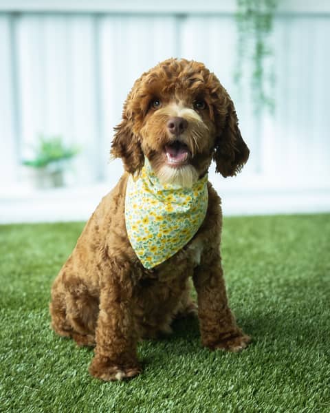 Alice, a Cockapoo dam