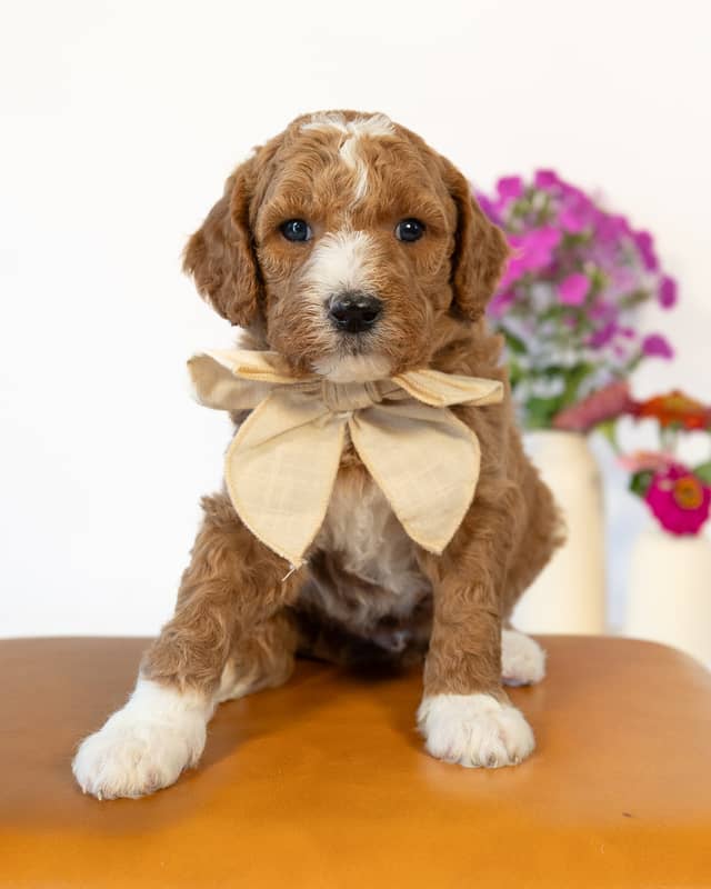 Ford, a Golden with White Markings Goldendoodle puppy