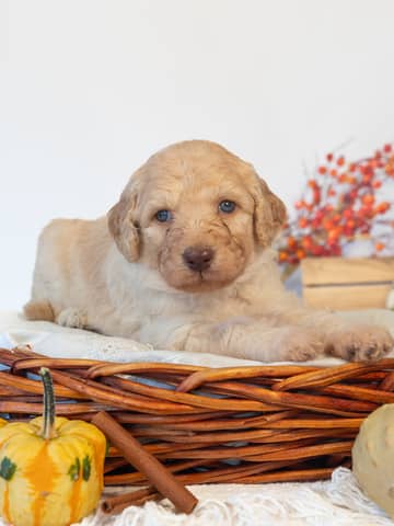 Hermione — Golden Goldendoodle puppy from Forever and Always Doodles, Virginia