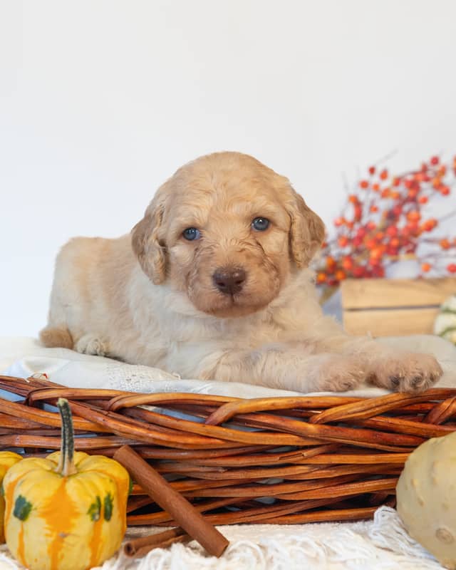 Hermione, a Golden Goldendoodle puppy
