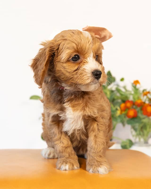 Jane, a Golden with White Markings Cockapoo puppy