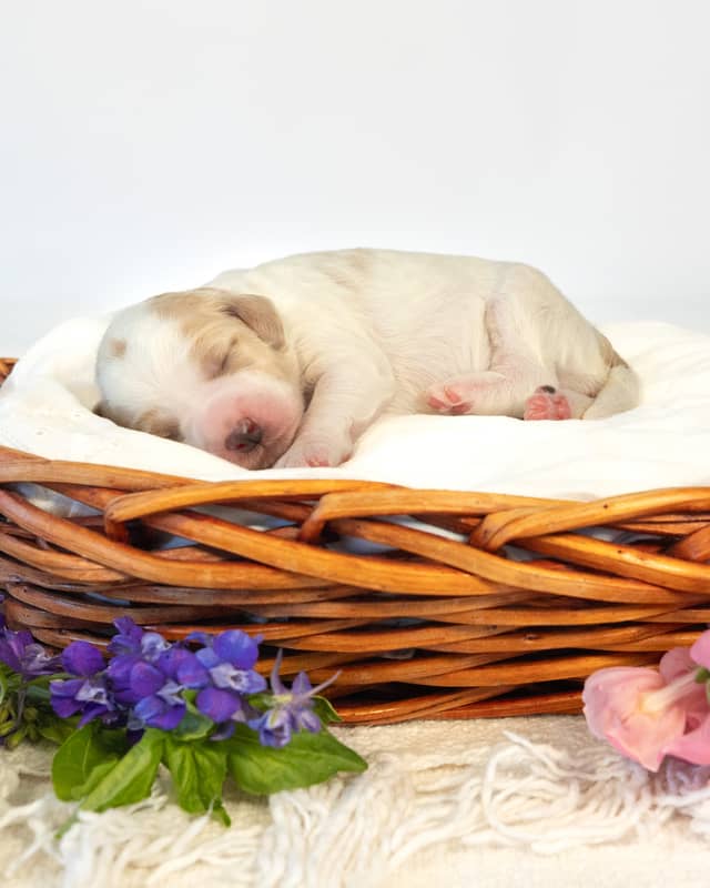 Cherry, a Golden Parti Goldendoodle puppy