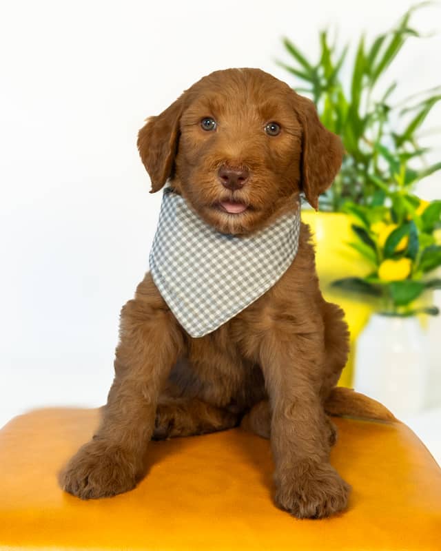 Tootles, a Apricot with White Markings Goldendoodle puppy