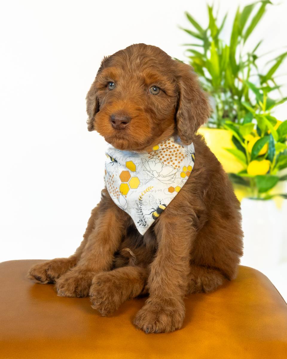 Hook — Chocolate Phantom Merle with White Markings Goldendoodle puppy from Forever and Always Doodles, Virginia