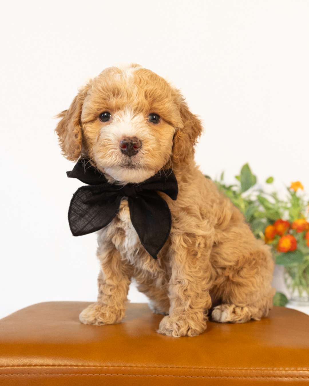 Barrie — Light Golden with White Markings Cockapoo puppy from Forever and Always Doodles, Virginia