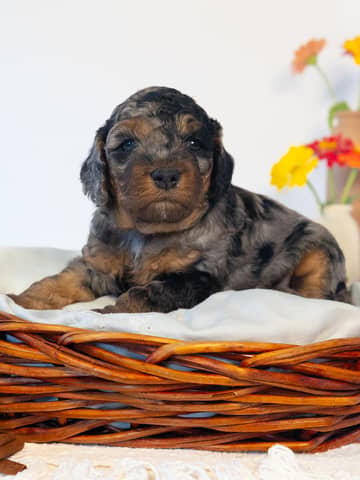 Mocha — Blue Phantom Merle Cockapoo puppy from Forever and Always Doodles, Virginia