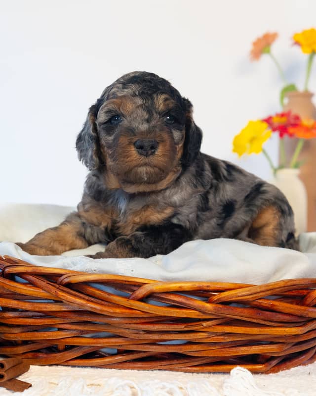 Mocha, a Blue Phantom Merle Cockapoo puppy