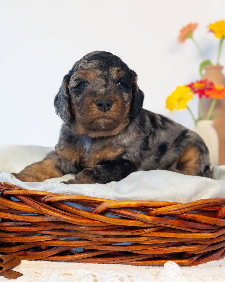 Mocha — Blue Phantom Merle Cockapoo puppy from Forever and Always Doodles, Virginia