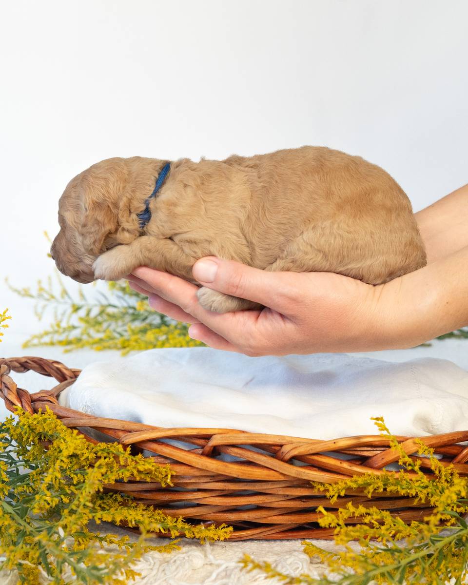Ron, a Goldendoodle puppy