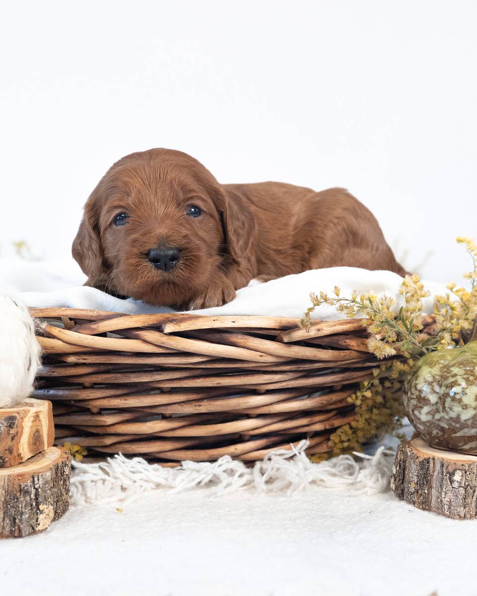 Maple — Red with White Markings Goldendoodle puppy from Forever and Always Doodles, Virginia
