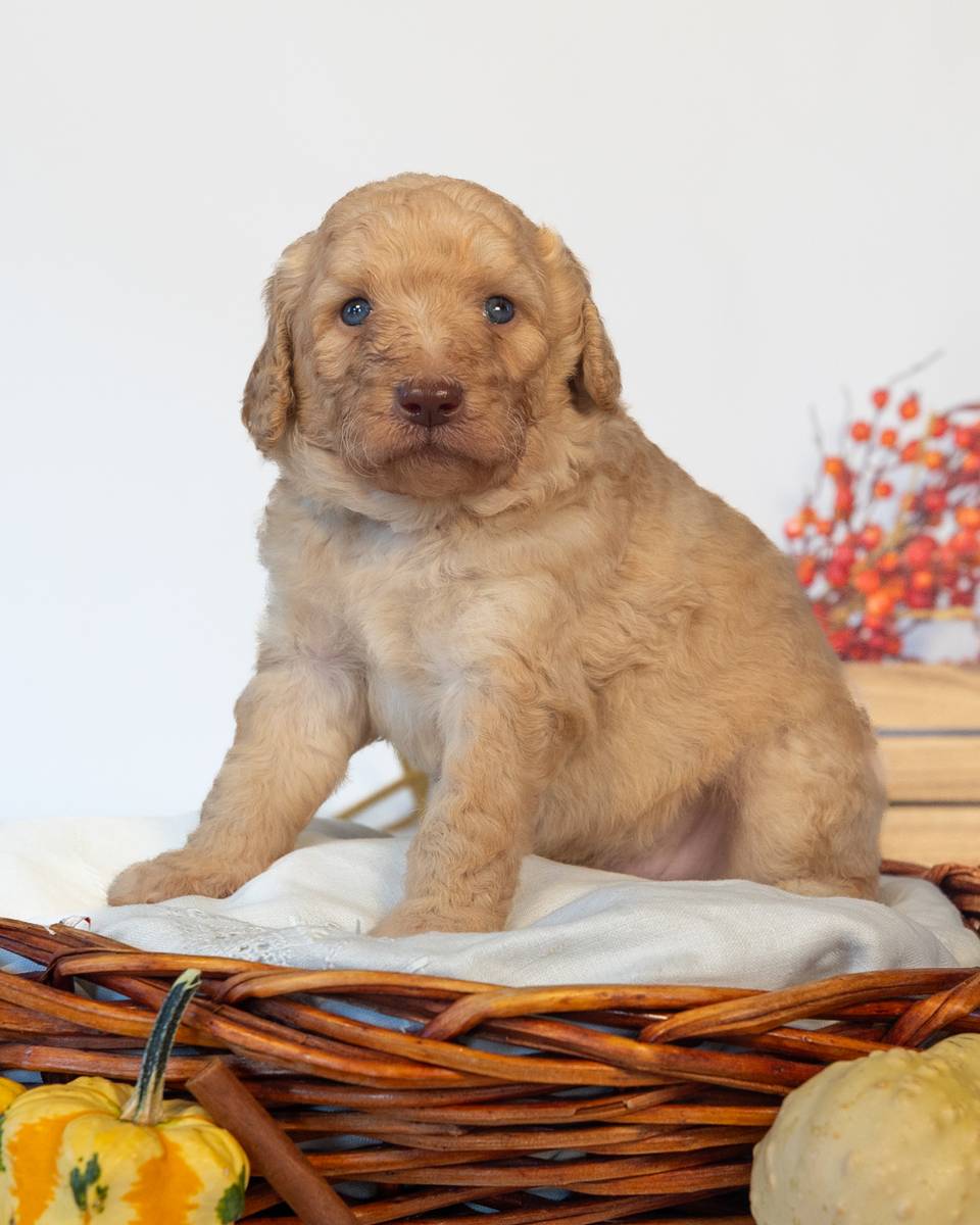 Ron, a Goldendoodle puppy