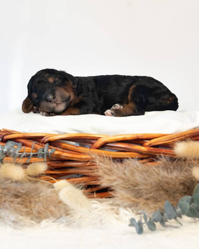 Bjorn, a Phantom Bernedoodle puppy