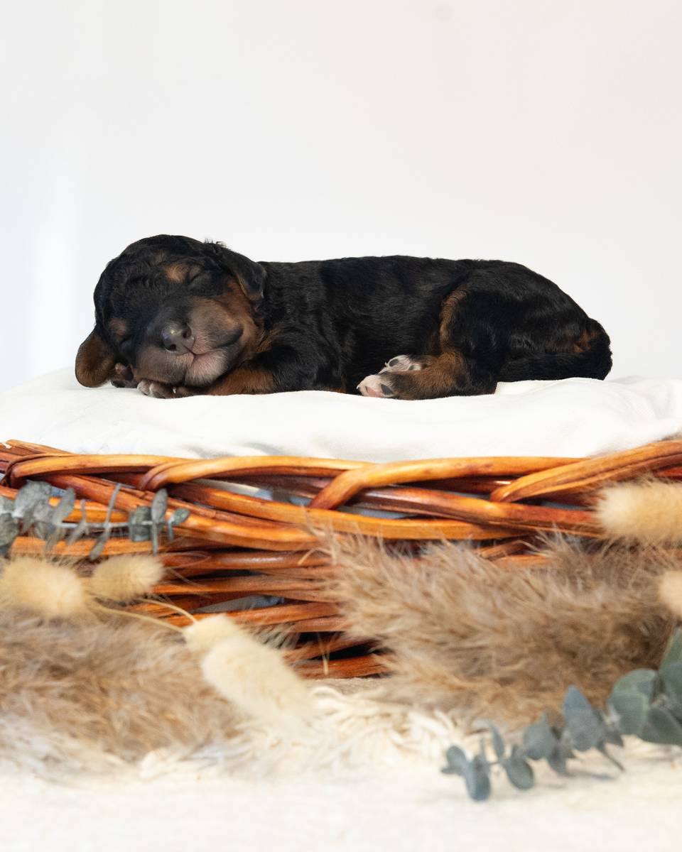Bjorn, a Phantom Bernedoodle puppy