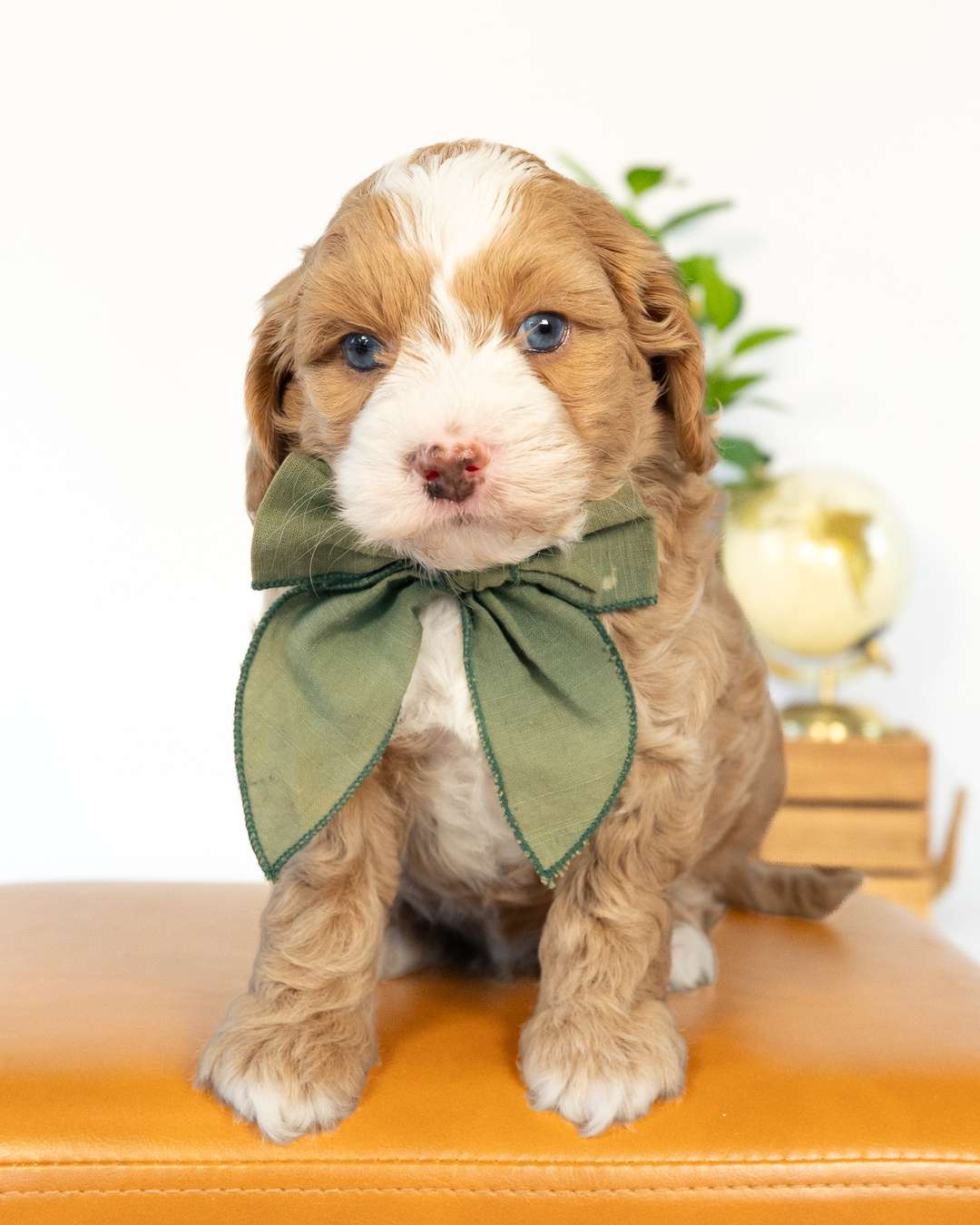 Rome — Golden with White Markings Cockapoo puppy from Forever and Always Doodles, Virginia