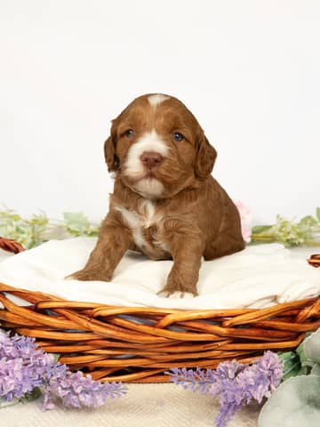 Apricot Abstract Markings Cockapoo puppy — Faye