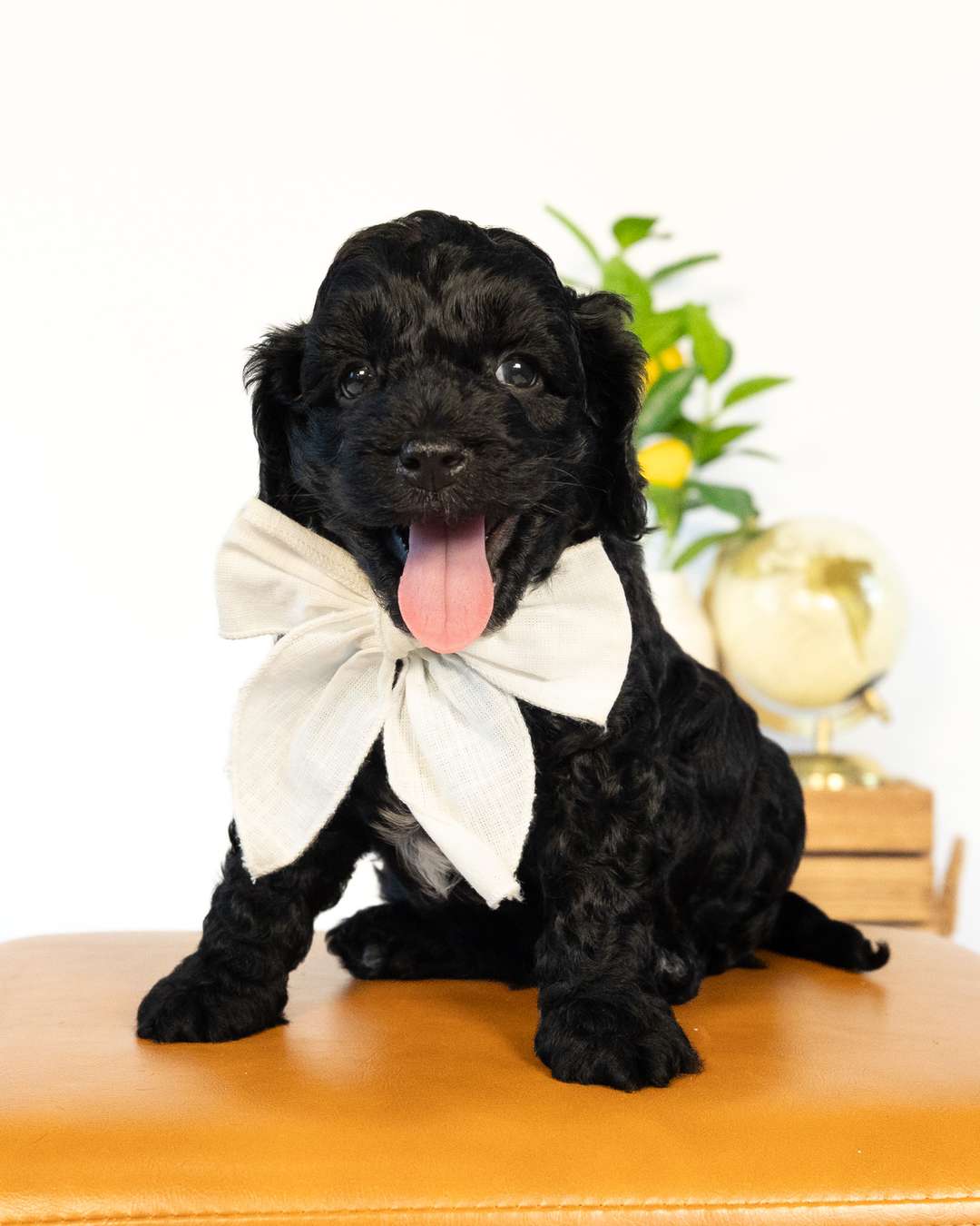 Dublin — Black with White Markings Cockapoo puppy from Forever and Always Doodles, Virginia