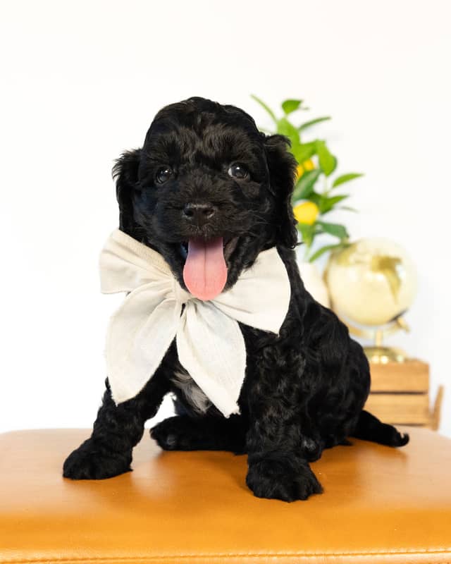 Dublin, a Black with White Markings Cockapoo puppy