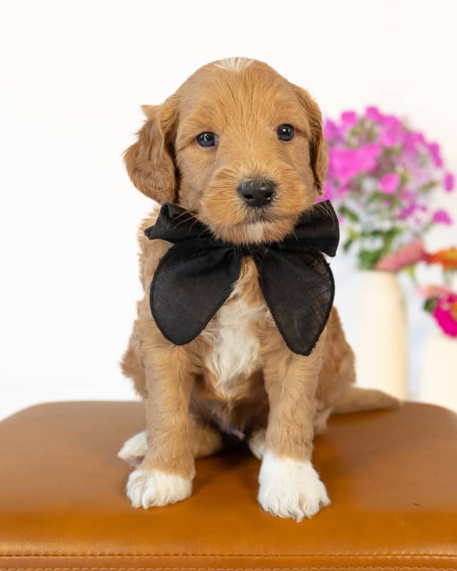 Dodge, a Golden with White Markings Goldendoodle puppy