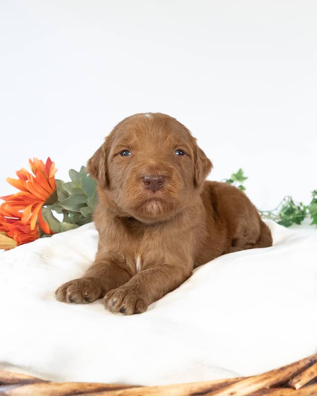 Tootles, a Apricot with White Markings Goldendoodle puppy