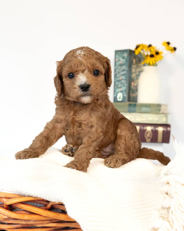 Beatrix, a Apricot with White Markings Cockapoo puppy