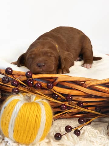 Cinnamon — Red with White Markings Goldendoodle puppy from Forever and Always Doodles, Virginia